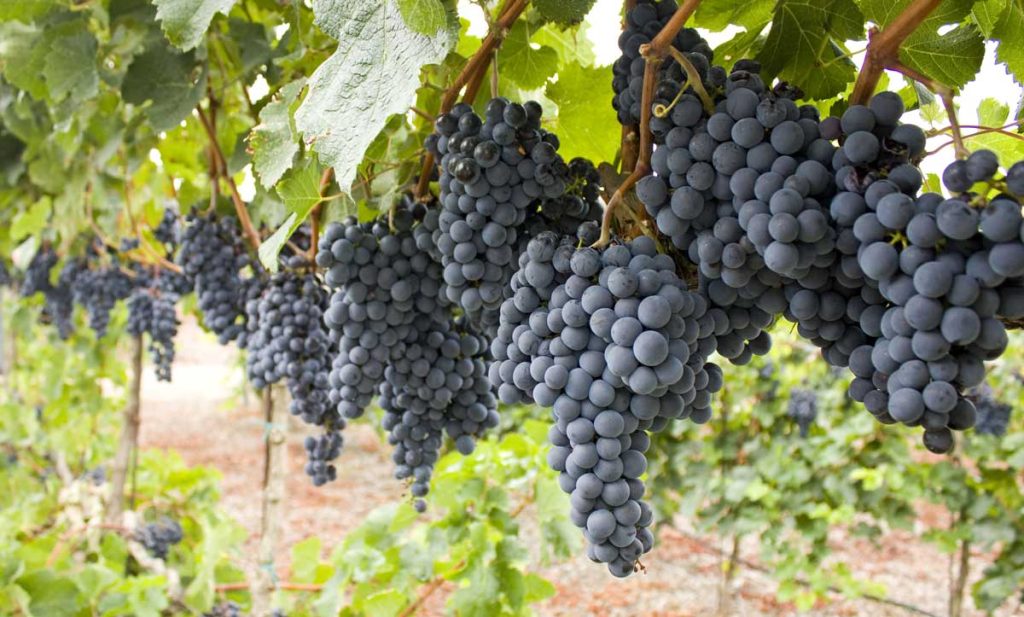 Bordeaux blend grapes